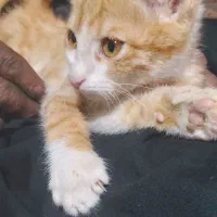 سلام دوستان گربه پسرم گم شوده