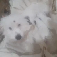 فروش سگ شیتزو و توله سگ شیتزو