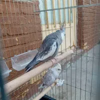 عروس نره ماده مولد