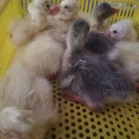 دستگاه جوجه کشی|لوازم جانبی حیوانات|کردکوی, |دیوار