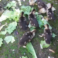 بچه اردک اسرائیلی دوماه|حیوانات مزرعه|رشت, حومه رشت|دیوار