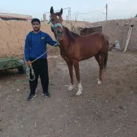 اسب گوسفندی گله ای شالی هم کارکرده