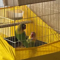 طوطی برزیلی جفت