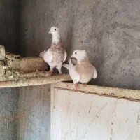 طوقی کرمانشاهی