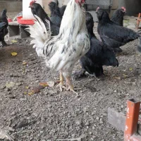 مرغ وخروس
