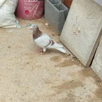 کبوتر ماده پلاکی قوری مسجدی