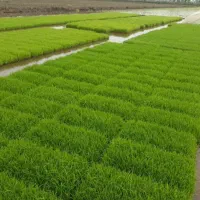 بانک نشا خزانه برنج (پرورش تیم)