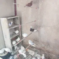 کفتر|پرنده|مشهد, هفت تیر (حافظ)|دیوار