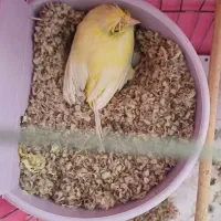 قناری|پرنده|یزد, |دیوار