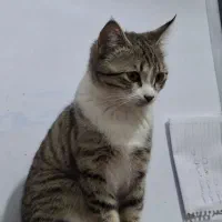 واگذاری گربه|گربه|میانه, |دیوار