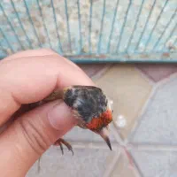 سهره سرسیاه زاغ کامل سرش سیاهه|پرنده|تهران, تهرانپارس غربی|دیوار