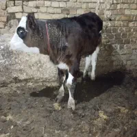 یک‌عدد‌گوساله‌سمنتال‌سیاه‌بفروش‌میرسد