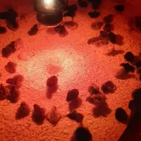 فروش جوجه گلپایگان