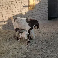 بز سانن وپاکستانی زاییده شیرمست|حیوانات مزرعه|نیمبلوک, |دیوار