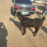 نر بز|حیوانات مزرعه|فاضل آباد, |دیوار