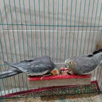 جفت عروس هلند ادرس برازجان|پرنده|برازجان, |دیوار