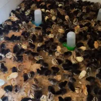 جوجه محلی فروش فوری|حیوانات مزرعه|امیدیه, |دیوار