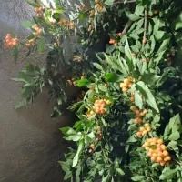 فروش۱۷ عدد درخت میوه ۴ ۵  ۶ساله پر بار