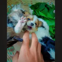 سگ پاکوتاه پیکینیز معاوضه با چیزی که به کارم بیاد|سگ|زنجان, |دیوار