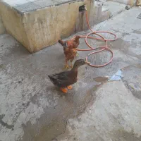 مرغ وخروس اردک