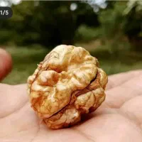 گردو چندلر و فرنور مناسب گلستان باردهی تضمینی