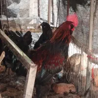 مرغ و خروس مرندی