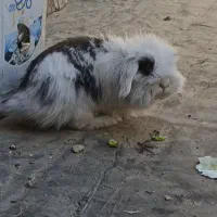 خرگوش لوپ|موش و خرگوش|مشهد, شهید قربانی|دیوار