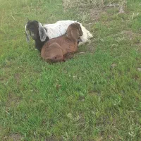 بره و یک عدد بز چاغ|حیوانات مزرعه|نورآباد, |دیوار