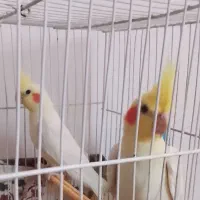 عروس هلندی لوتینو ماده بالغ معاوضه با نر بالغ