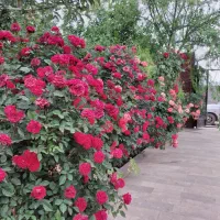 باغچه‌ی‌ اماده/دورازسروصدا/شاهنامه۶۹/ماریان