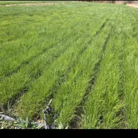 نهال پیاز مینروا