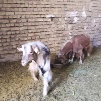 میش و بز|حیوانات مزرعه|خمینی‌شهر, |دیوار
