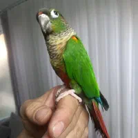 طوطی گرینچیک نر