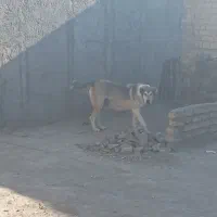 ماده خراسانی