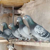 کبوتر مسافتی|پرنده|نوشین شهر, |دیوار