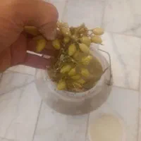 ترشی|خوردنی و آشامیدنی|نیشابور, تریا پارک|دیوار