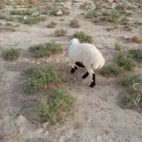 گوسفند ماده مناسب قربانی