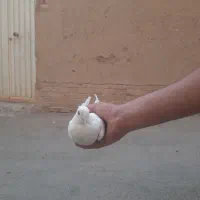 کفتر