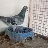 عربستان وعراق پرینت دار