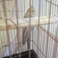 قلیان|صنایع دستی و سایر لوازم تزئینی|رباط‌کریم, رباط‌کریم|دیوار