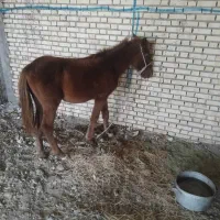 کر مادیون|اسب و تجهیزات اسبسواری|شوشتر, |دیوار