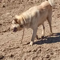 سگ عراقی|سگ|ماهنشان, |دیوار