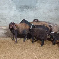 میش بره قزل افشار