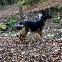 ژرمن ماده مولد|سگ|علیآباد کتول, |دیوار