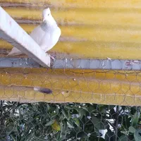 فروش کبوتر طوقی|پرنده|خمینیشهر, |دیوار