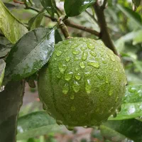 ویلا-باغ-زیر-قیمت-خرید-استثنایی-قیمت-کارشناسی