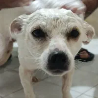 واگذاری میکس شیبابا ترییر