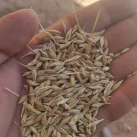 کنسانتره خوراک دام|لوازم جانبی حیوانات|رامند, |دیوار