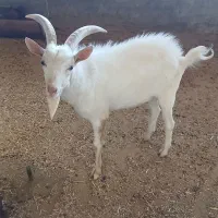 بزسانن