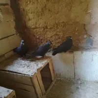 کبوتر قیل زاغ|پرنده|شهرضا, |دیوار